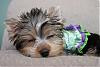 Ready to bring home our new Yorkie puppy-842054341_4bb5eb4c9b_o.jpg