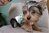 Ready to bring home our new Yorkie puppy-842054393_0a4b72e568_o.jpg