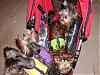 How many of you use a pet stroller?-p2061715.jpg