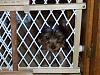 Puppy Prison Break-video-surv2.jpg