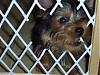 Puppy Prison Break-video-surv3.jpg