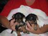 Yorkie - What?-img_0684.jpg