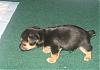 My new puppy could be a redleg...-puppy1.jpg