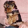 My yorkie is a yorkie.. RIGHT?-puppies-004.jpg