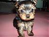 My yorkie is a yorkie.. RIGHT?-p5200157.jpg