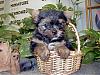 My yorkie is a yorkie.. RIGHT?-6-weeks.jpg