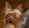 My yorkie is a yorkie.. RIGHT?-selena.jpg