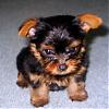 My yorkie is a yorkie.. RIGHT?-mic7.jpg