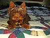 THE best golden vs. chocolate Yorkie Pohot!-mokah007-600-x-450-.jpg