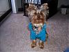 My yorkie is a yorkie.. RIGHT?-gabe-yt2.jpg