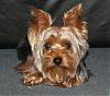 We got another Yorkie Today and need some help please-calvin1.jpg