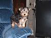 My yorkie is a yorkie.. RIGHT?-max-chair-2w1.jpg