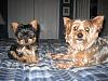 Old Yorkie New Puppy-gertgid2.jpg