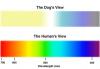 Room color-dogvis.jpg