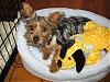 my new yorkie-photos-189.jpg