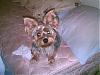 is my yorkie up to standard???-standard3.jpg