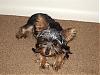 Anyone new to YT and have a 3-4 lb. boy?-p1280485-small-.jpg