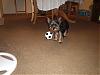 Anyone new to YT and have a 3-4 lb. boy?-p2030518-small-.jpg