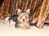 Color of purebred yorkies....-dsc00286.jpg