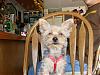 Color of purebred yorkies....-dsc00419.jpg