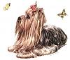My baby is missing I need help!-yorkie-butterfly.jpg