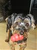 Picture of yorkie with full tail-dsc04474.jpg