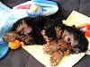 Anyone new to YT and have a 3-4 lb. boy?-kingston-007.jpg