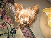 Is your Yorkie a hoarder?-hide3.jpg