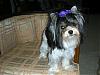 Yorkie vs. Biewer....looking for opinions....-lola-pretty-girl-2-600-x-450-.jpg