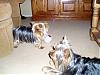 Archie and Willie had their FIRST birthday!!-aw-bday-ball-2-resize.jpg