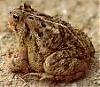 BOFU Toad Killed One of my moms Pups from her Litters.-bufo-toad2.jpg