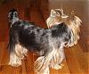 Long hair on ears and tail?-diesel-cut.jpg