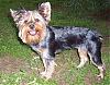 Yorkie SMILES-allie-smiles.jpg