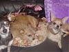 All the doggie beds we have-mvc-896f.jpg