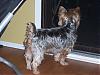 Petsmart Grooming-laylas-cut-2.jpg