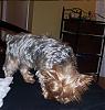 Petsmart Grooming-laylas-cut-3.jpg