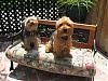 Cutest Park Bench!-yorkies-011.jpg