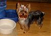 YorkieTalk misses me-072107a.jpg