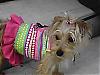Looking for a Yorkie/Jack Russell-chchchi.jpg