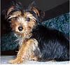 I think I just bought a puppy mill Pup :(-stuart2.jpg