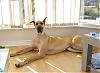 I think I just bought a puppy mill Pup :(-n515881933_32111_8573.jpg