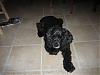 I think I just bought a puppy mill Pup :(-daisy-haircut-3.jpg