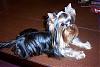 I think I just bought a puppy mill Pup :(-dcp_2747.jpg
