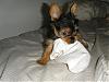 I think I just bought a puppy mill Pup :(-5.jpg