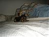 I think I just bought a puppy mill Pup :(-6.jpg