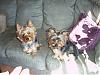 I think I just bought a puppy mill Pup :(-rsz_100_1162-1-.jpg