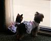 Pictures: Puppy Cut with a Topknot?-lilly-sissy-rd-trip.jpg