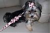 Pictures: Puppy Cut with a Topknot?-harness1.jpg