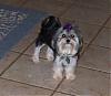 Pictures: Puppy Cut with a Topknot?-groomed5.jpg
