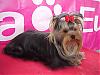 Introducing Gordita (I hope so)-yorkies-019.jpg